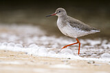 Image. Common Redshank