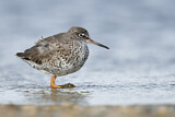 Image. Common Redshank