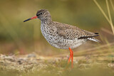 Image. Common Redshank