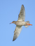 Image. Common Redshank