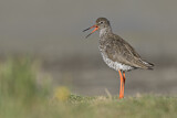 Image. Common Redshank