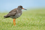 Image. Common Redshank