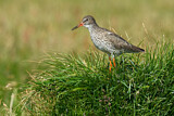 Image. Common Redshank