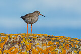 Image. Common Redshank