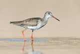 Image. Common Redshank