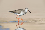 Image. Common Redshank
