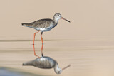 Image. Common Redshank