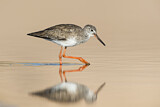 Image. Common Redshank