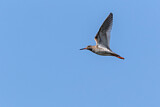 Image. Common Redshank