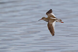 Image. Common Redshank