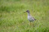 Image. Common Redshank