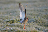 Image. Common Redshank