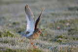 Image. Common Redshank
