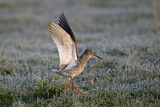 Image. Common Redshank