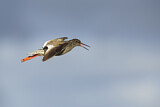 Image. Common Redshank