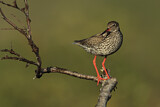 Image. Common Redshank