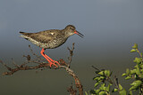 Image. Common Redshank