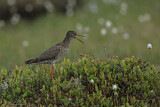 Image. Common Redshank