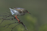 Image. Common Redshank