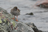Image. Common Redshank