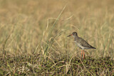 Image. Common Redshank