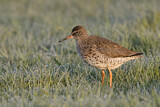 Image. Common Redshank