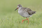 Image. Common Redshank