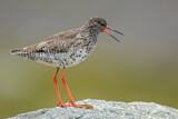 Image. Common Redshank