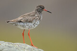 Image. Common Redshank