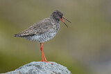 Image. Common Redshank