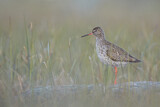 Image. Common Redshank
