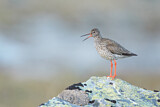 Image. Common Redshank