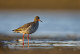 Image. Common Redshank
