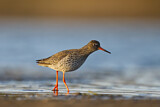 Image. Common Redshank