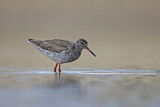 Image. Common Redshank