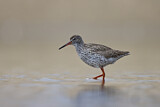 Image. Common Redshank