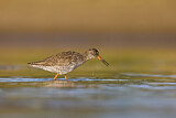 Image. Common Redshank
