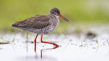 Image. Common Redshank