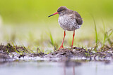 Image. Common Redshank