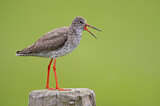 Image. Common Redshank