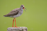 Image. Common Redshank