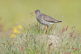 Image. Common Redshank
