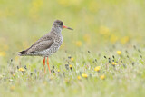 Image. Common Redshank