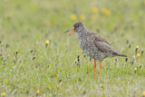 Image. Common Redshank