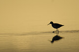 Image. Common Redshank