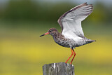 Image. Common Redshank