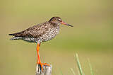 Image. Common Redshank