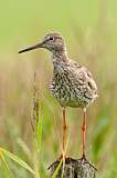 Image. Common Redshank
