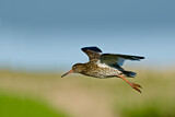 Image. Common Redshank