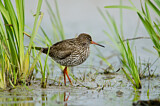 Image. Common Redshank